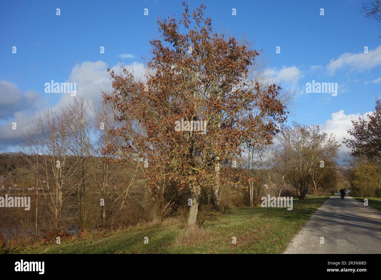 Acer platanoides, Norway maple, fruiting Stock Photo