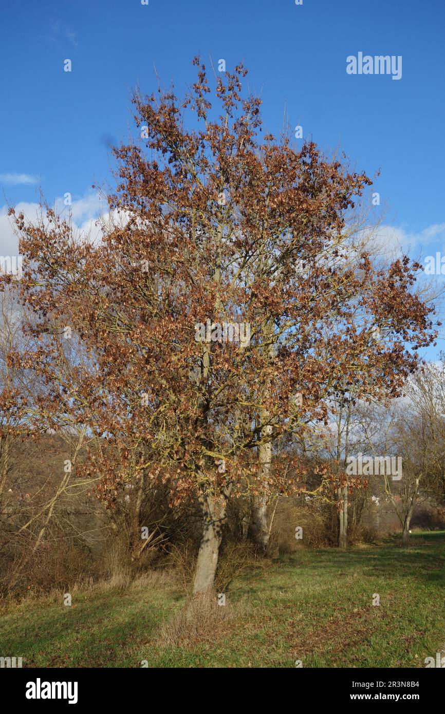 Acer platanoides, Norway maple, fruiting Stock Photo