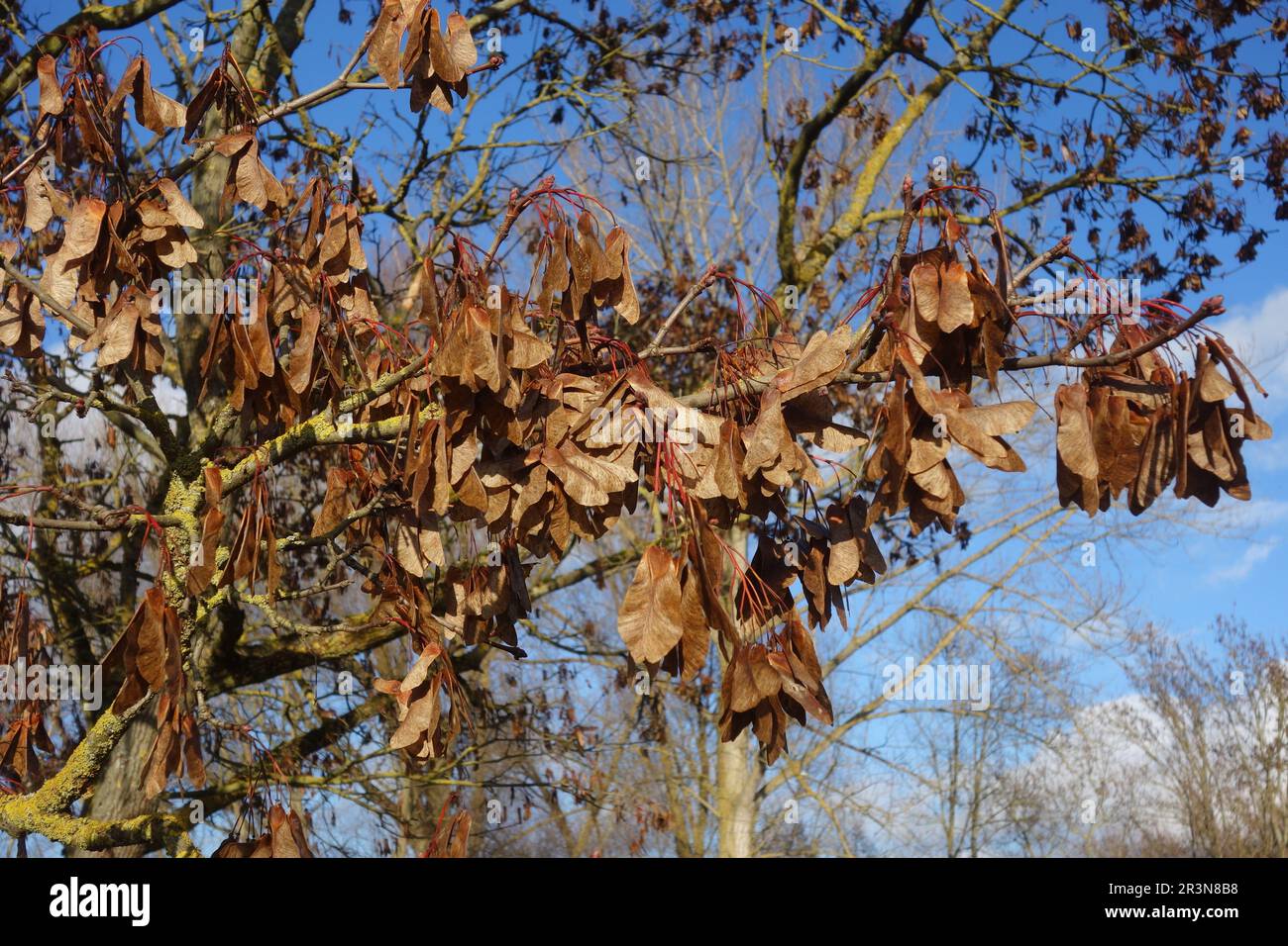 Acer platanoides, Norway maple, fruiting Stock Photo