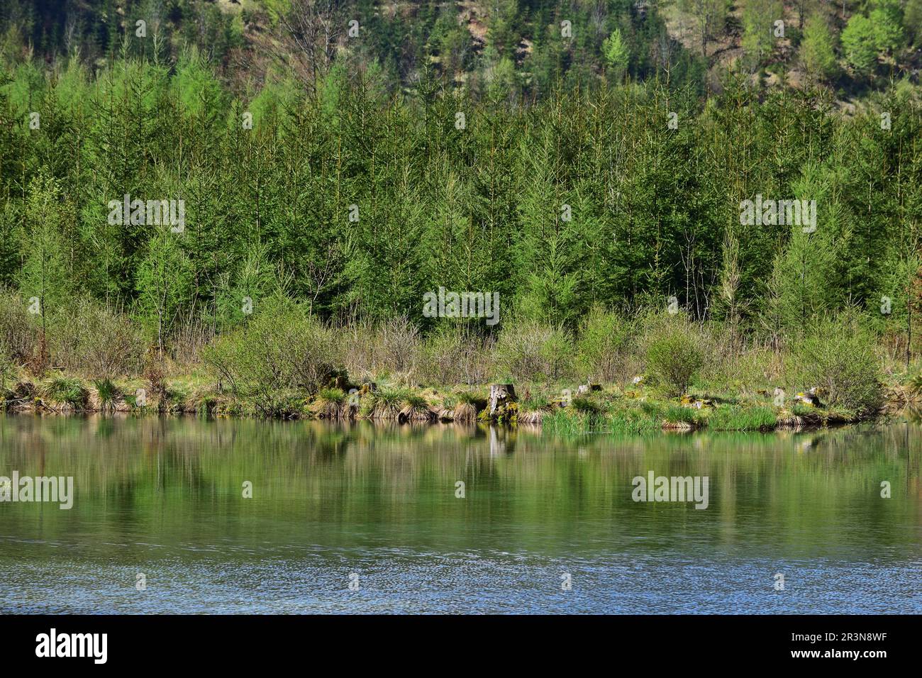 Pine forest reflected in Almsee, Austria Stock Photo