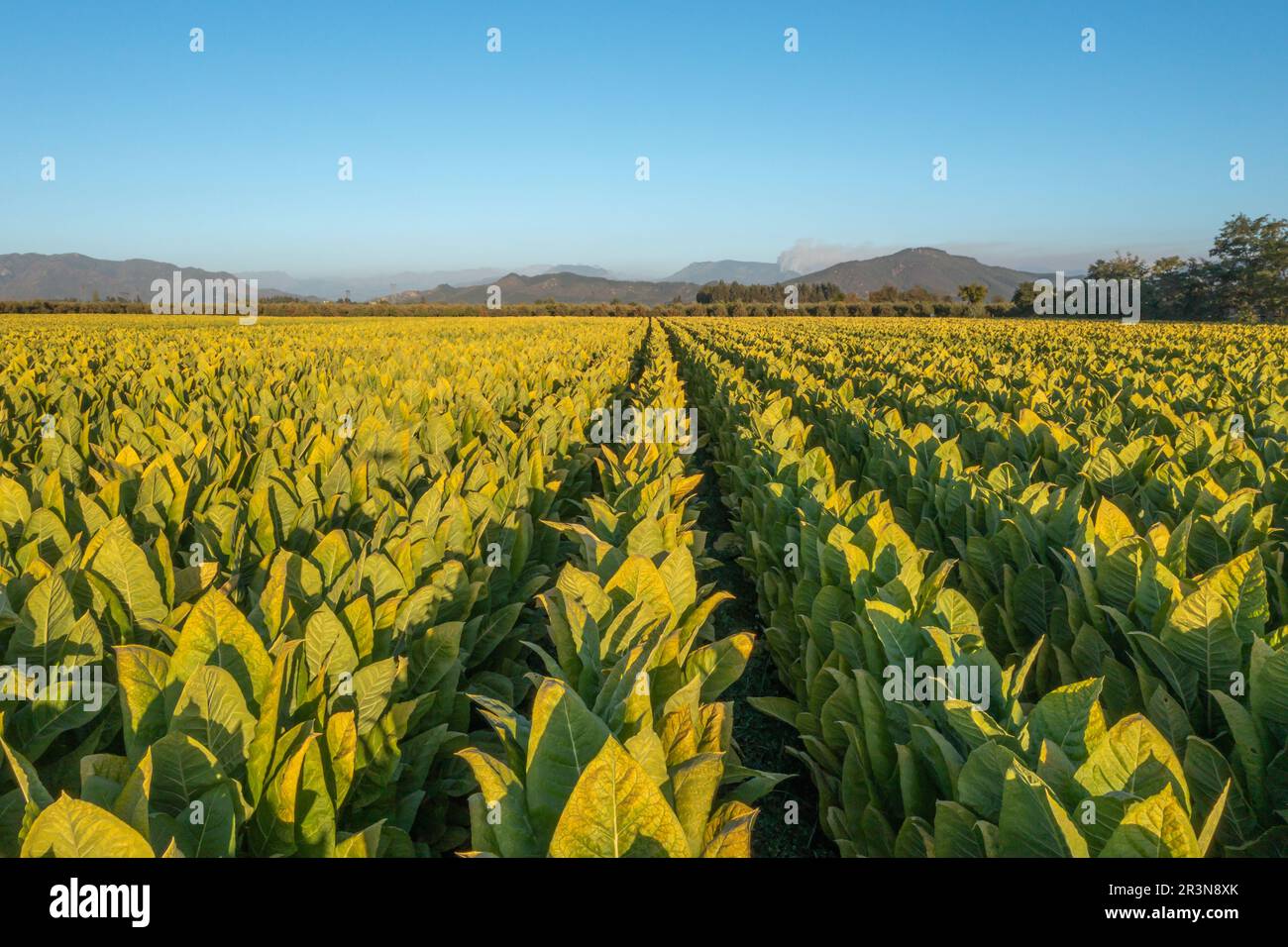 Aerial view of field growing tobacco in Chile. Top view from drone Stock  Photo