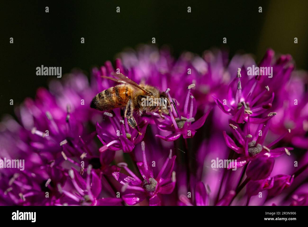 A honeybee (honey bee) collecting pollen from purple allium flowers. Stock Photo