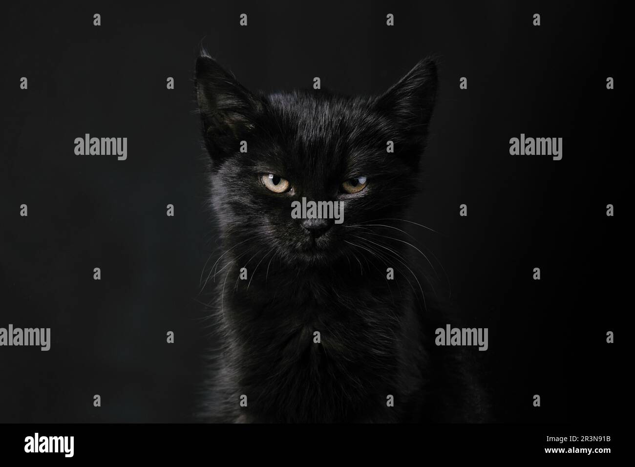 Black kitten looking at the camera Stock Photo - Alamy