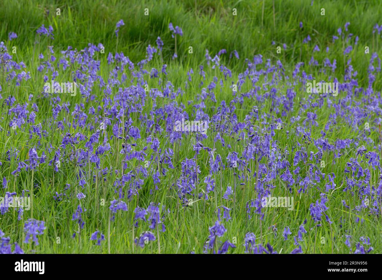 English bluebells (Hyacinthoides non-scripta) growing in grass, Stock Photo