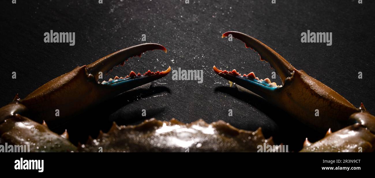 Blue crab claws panoramic Stock Photo Alamy