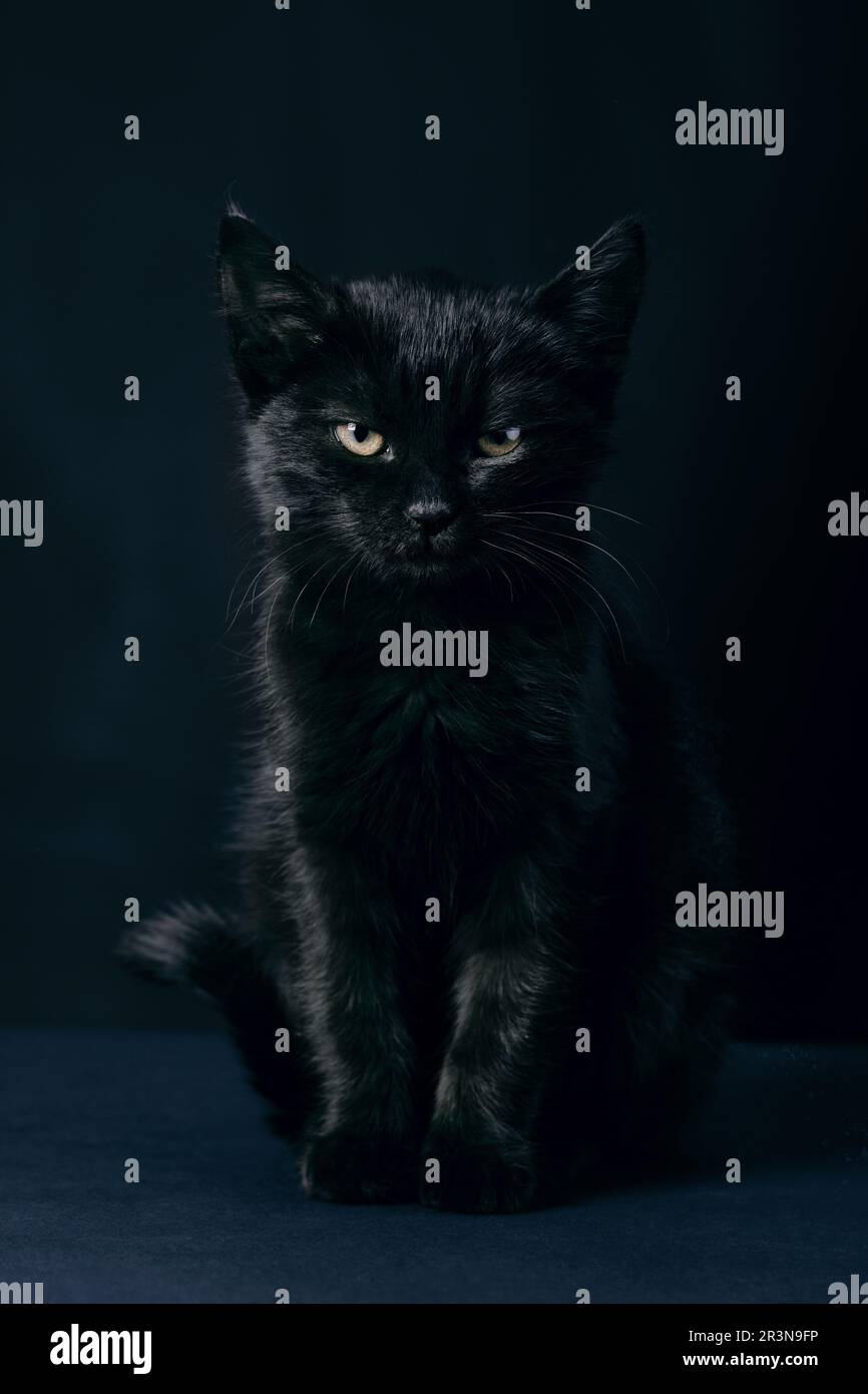 Black cat looking into camera Stock Photo - Alamy
