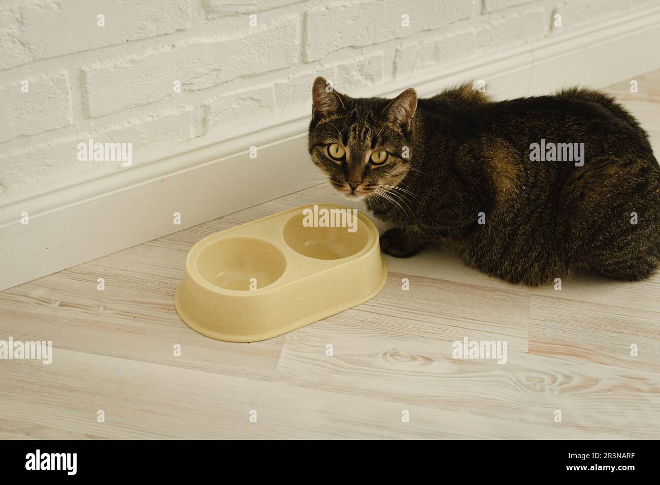 Cat and empty bowl of food. Hungry domestic cat. Feeding cat Stock