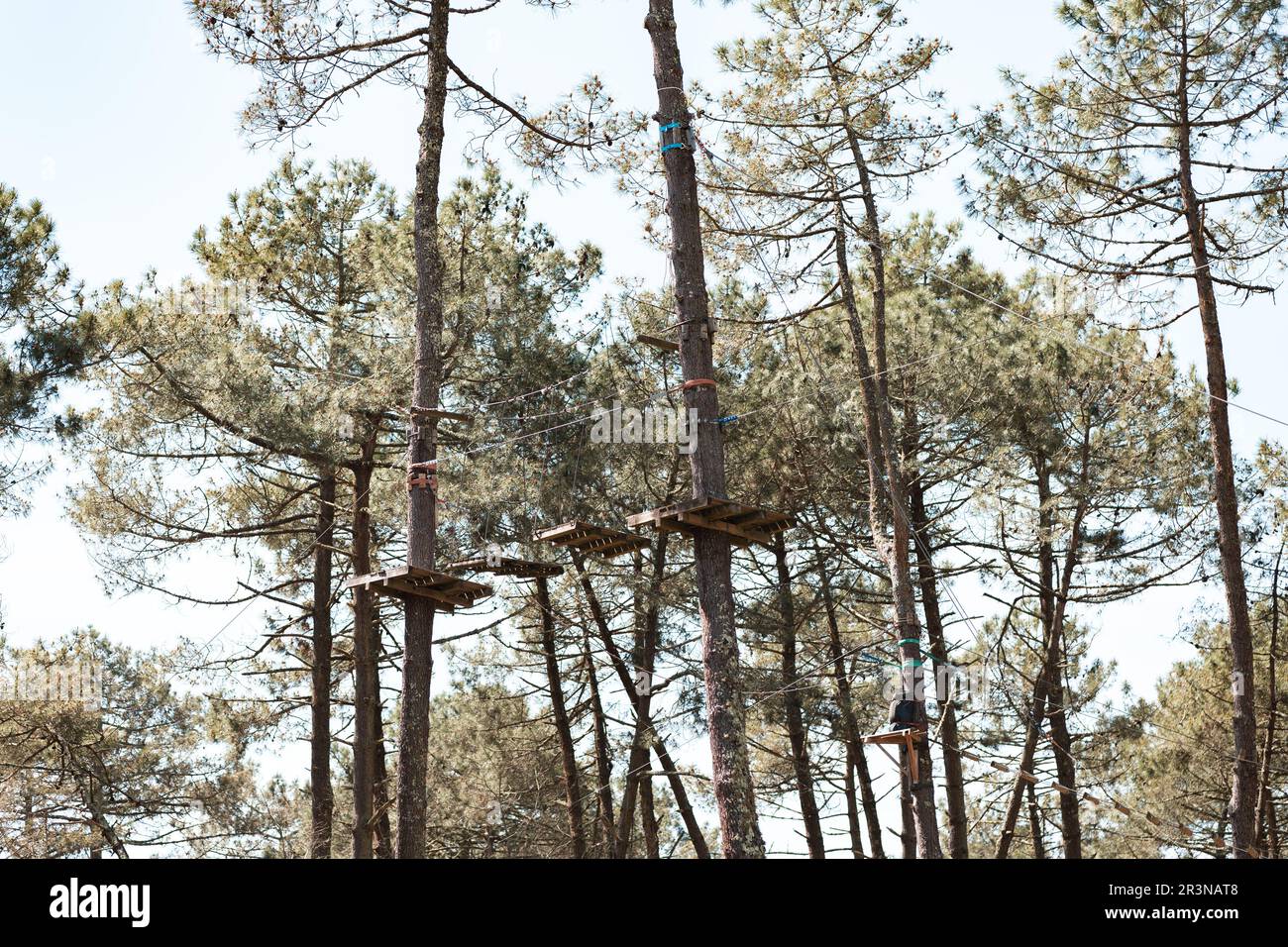 Low angle of tall green coniferous trees with wooden platforms and ...