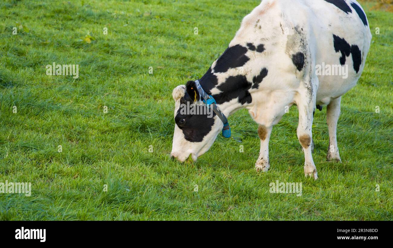 One white cow with black spots eats grass on a farmer's pasture in ...