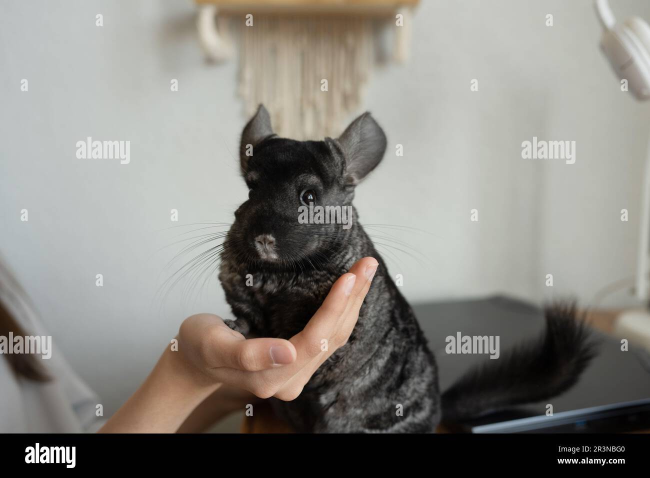 Cropped unrecognizable woman holding a cute black chinchilla on a wooden table with a laptop while resting in a cosy room at home Stock Photo