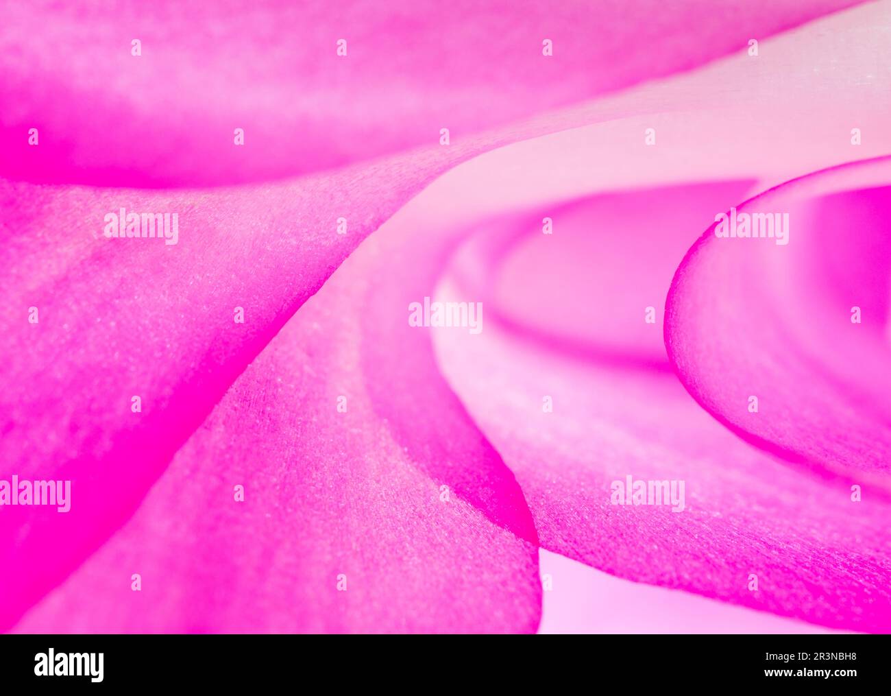 Macro view of blossoming flower background with bright smooth pink petals surface with white spots Stock Photo