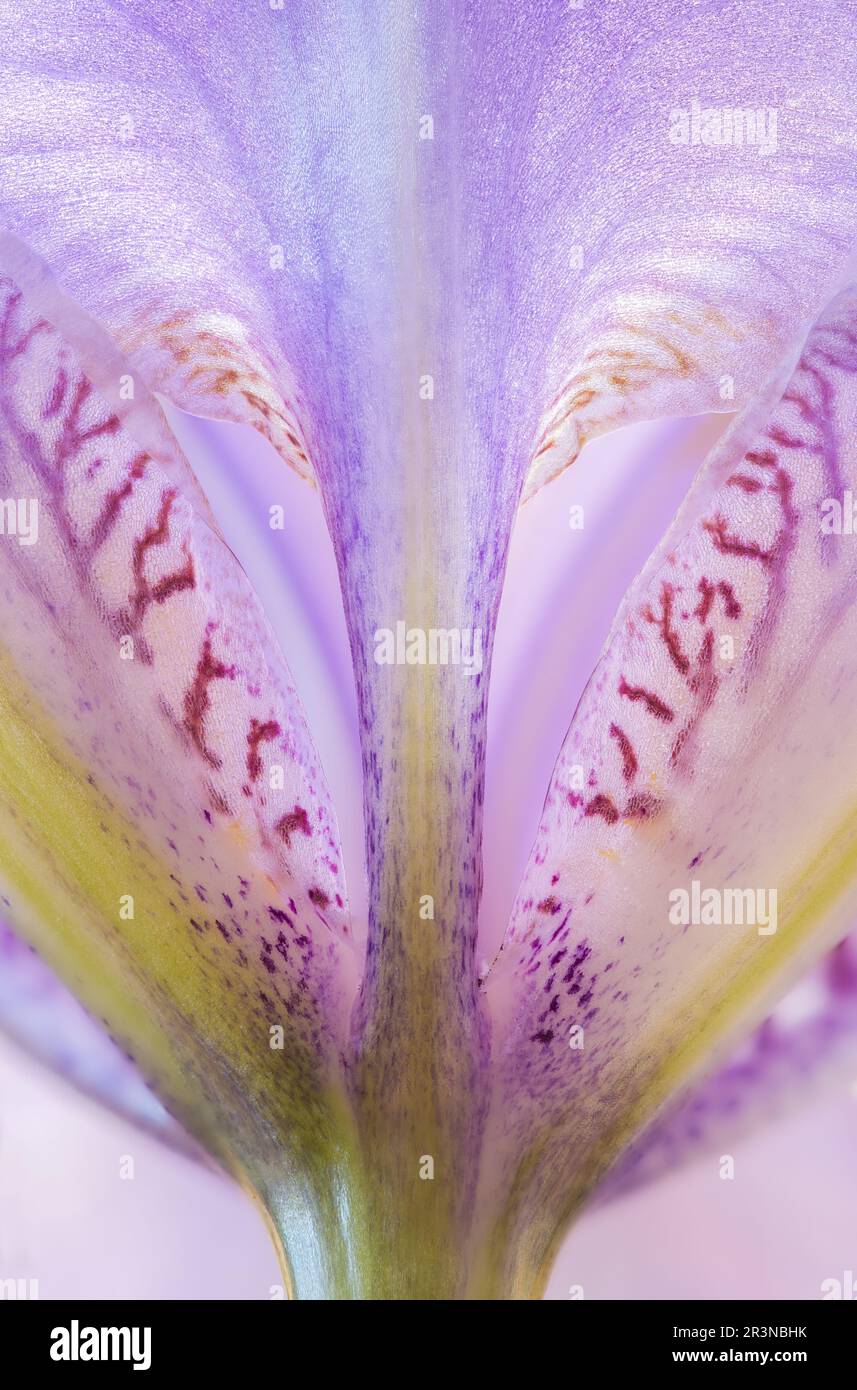 Closeup of growing bright violet flower with orange and pink spots and with green stem Stock Photo