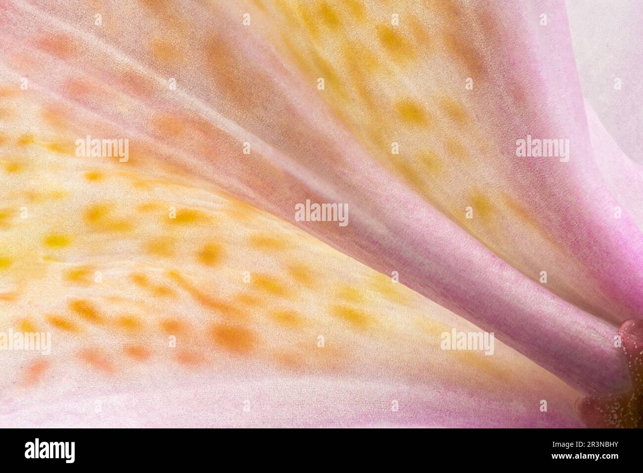 Abstract background closeup of delicate pink Lily flower with orange spots on smooth petal Stock Photo