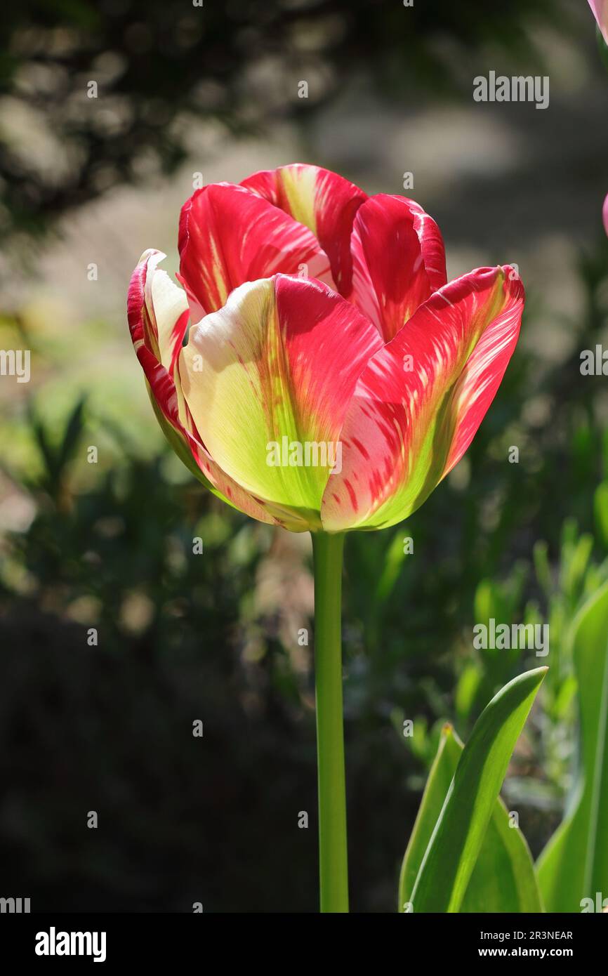 side view of a beautiful red sunlit viridiflora tulip against a natural blurry background Stock Photo