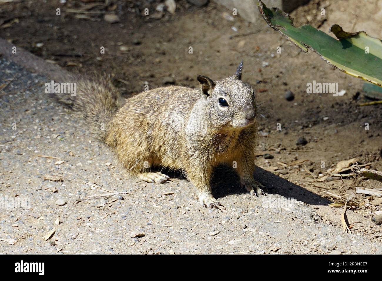 California ground squirrel, Beechey ground squirrel, Otospermophilus beecheyi, Santa Monica, Los Angeles County, California, USA, North America Stock Photo