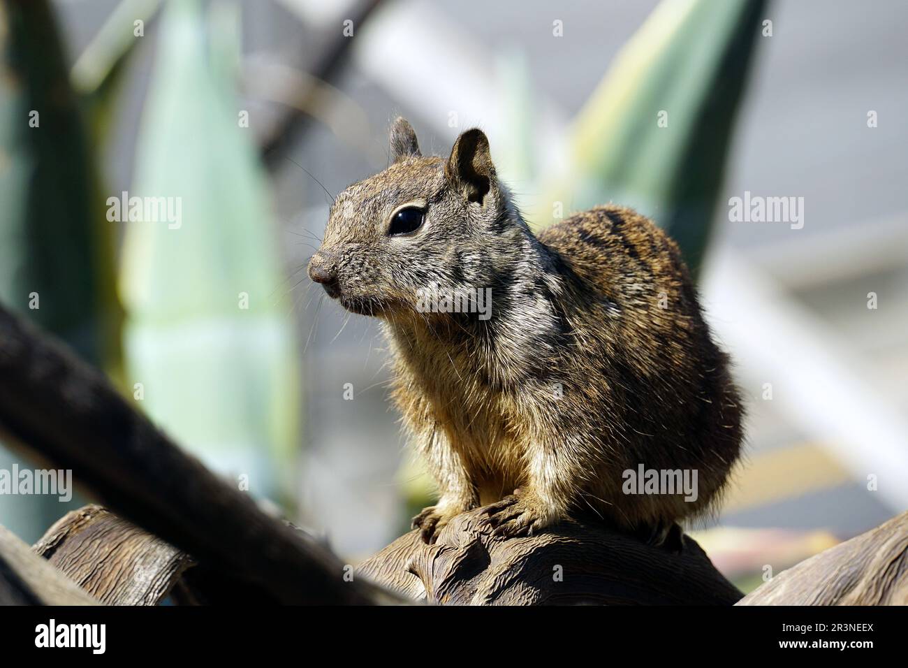 California ground squirrel, Beechey ground squirrel, Otospermophilus beecheyi, Santa Monica, Los Angeles County, California, USA, North America Stock Photo