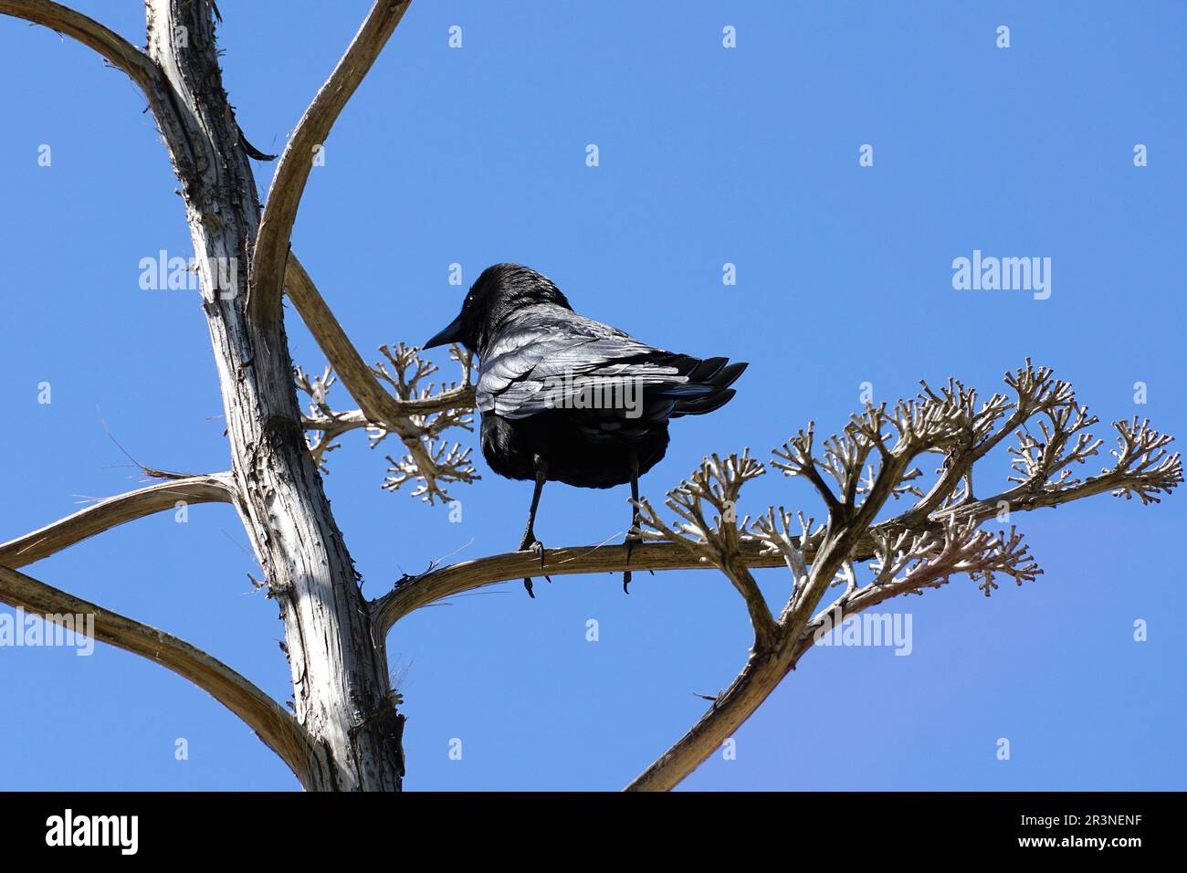 American crow, Amerikanerkrähe, Corneille d'Amérique, Corvus brachyrhynchos, Santa Monica, Los Angeles County, California, USA, North America Stock Photo