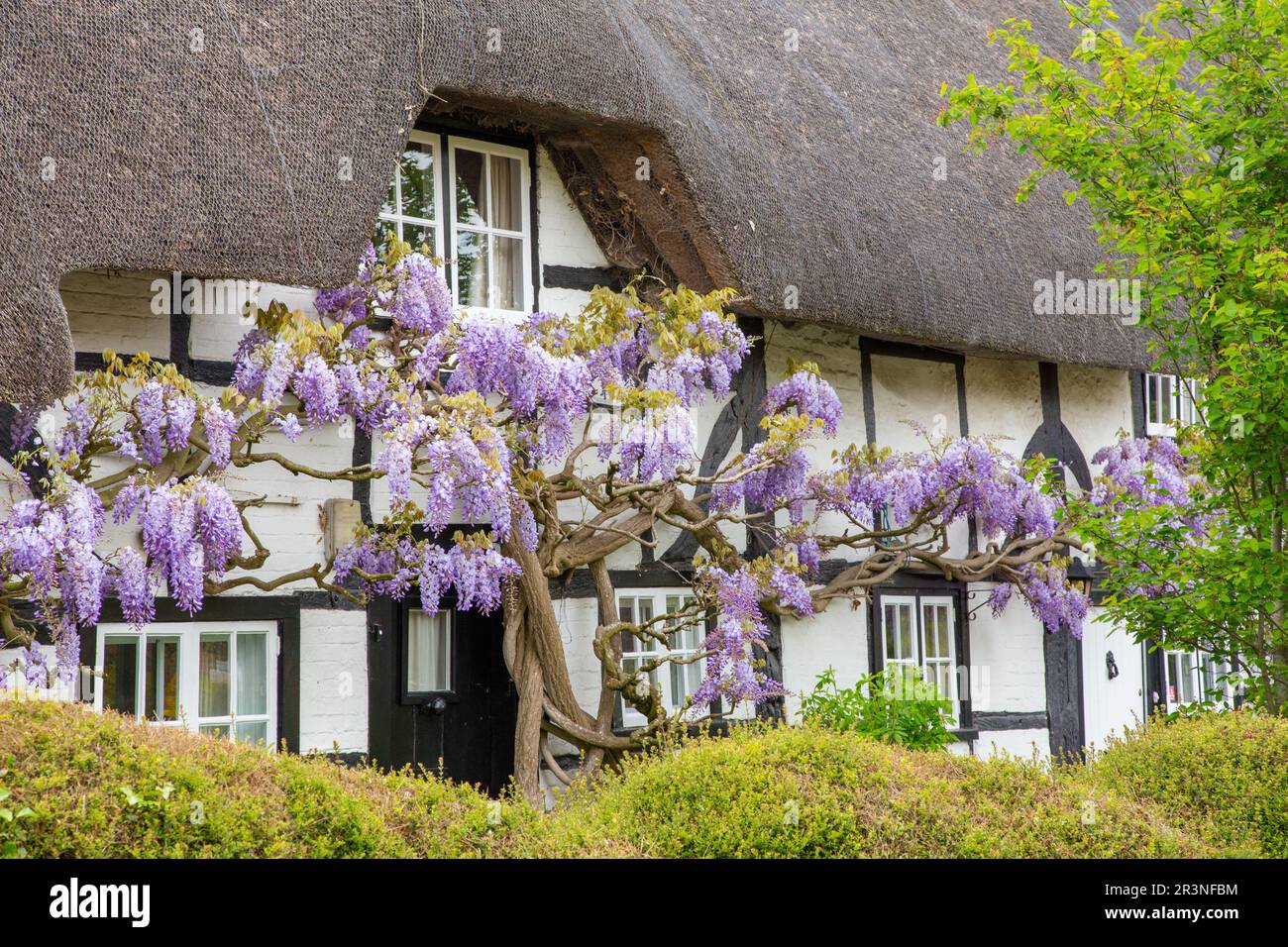 Pretty thatched cottage in Easton village, Hampshire Stock Photo