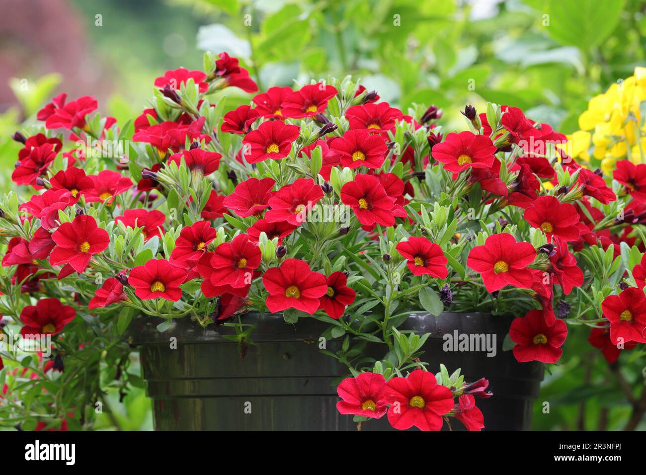 Close-up of the countless small flowers of a red Petunia hybrid in a black planter, side view Stock Photo