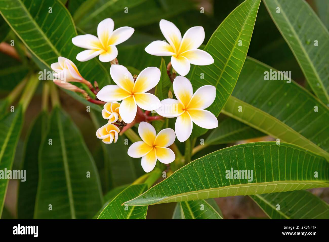 Plumeria alba hires stock photography and images Alamy