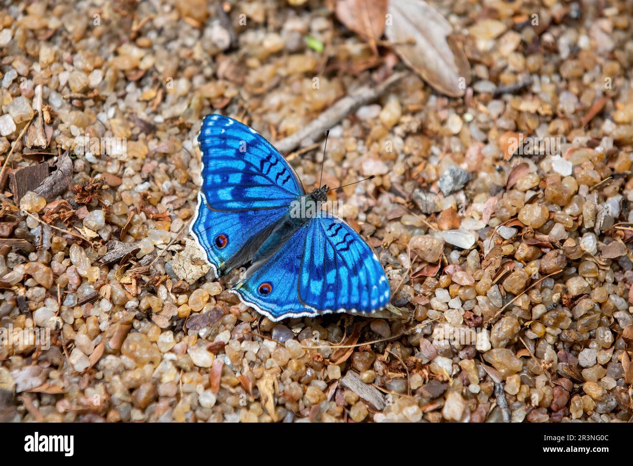 Brilliant Blue, Junonia Rhadama, Madagascar wildlife Stock Photo