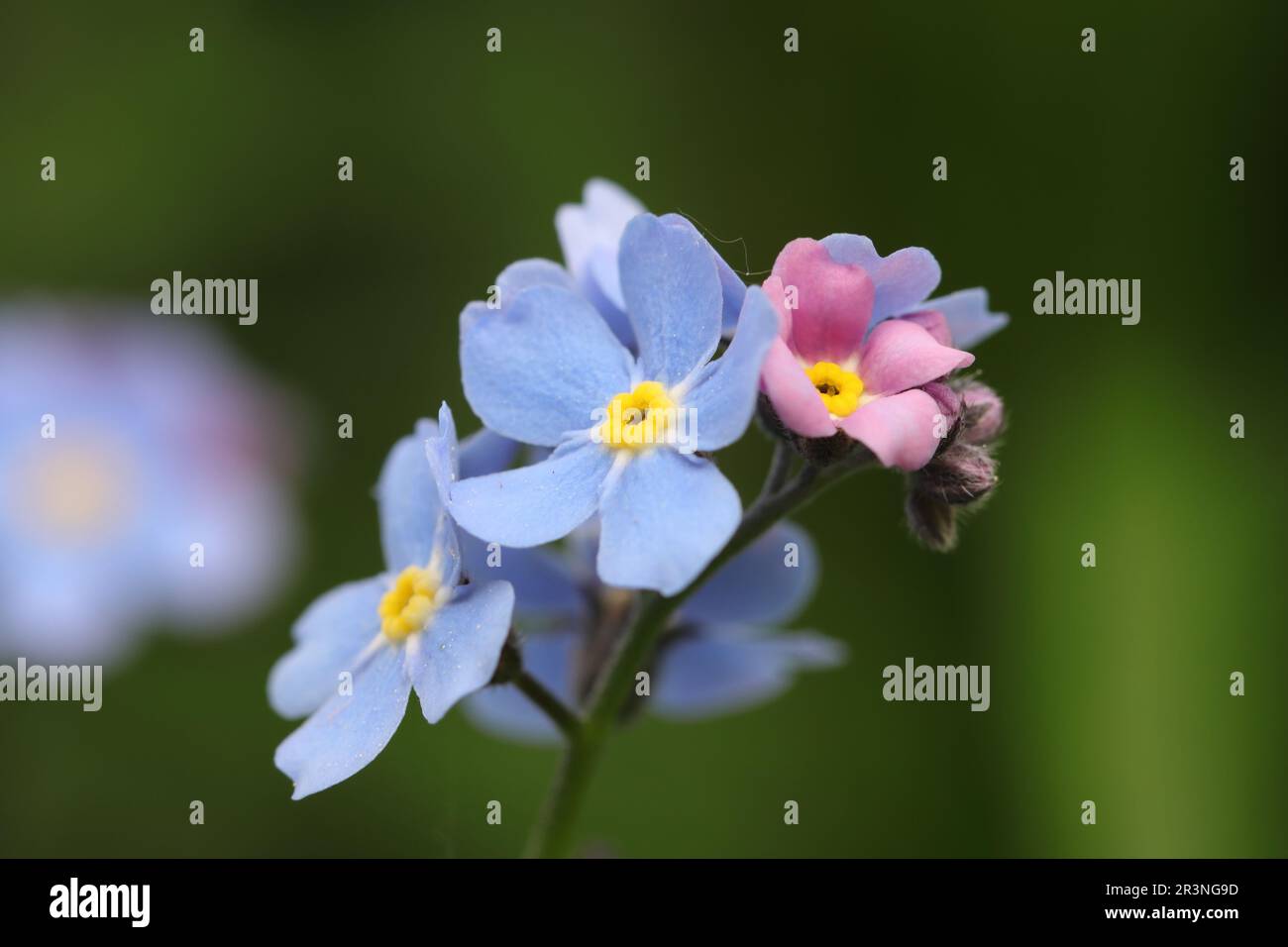close-up of blue and light pink myosotis flowers against a blurry natural background, side view Stock Photo