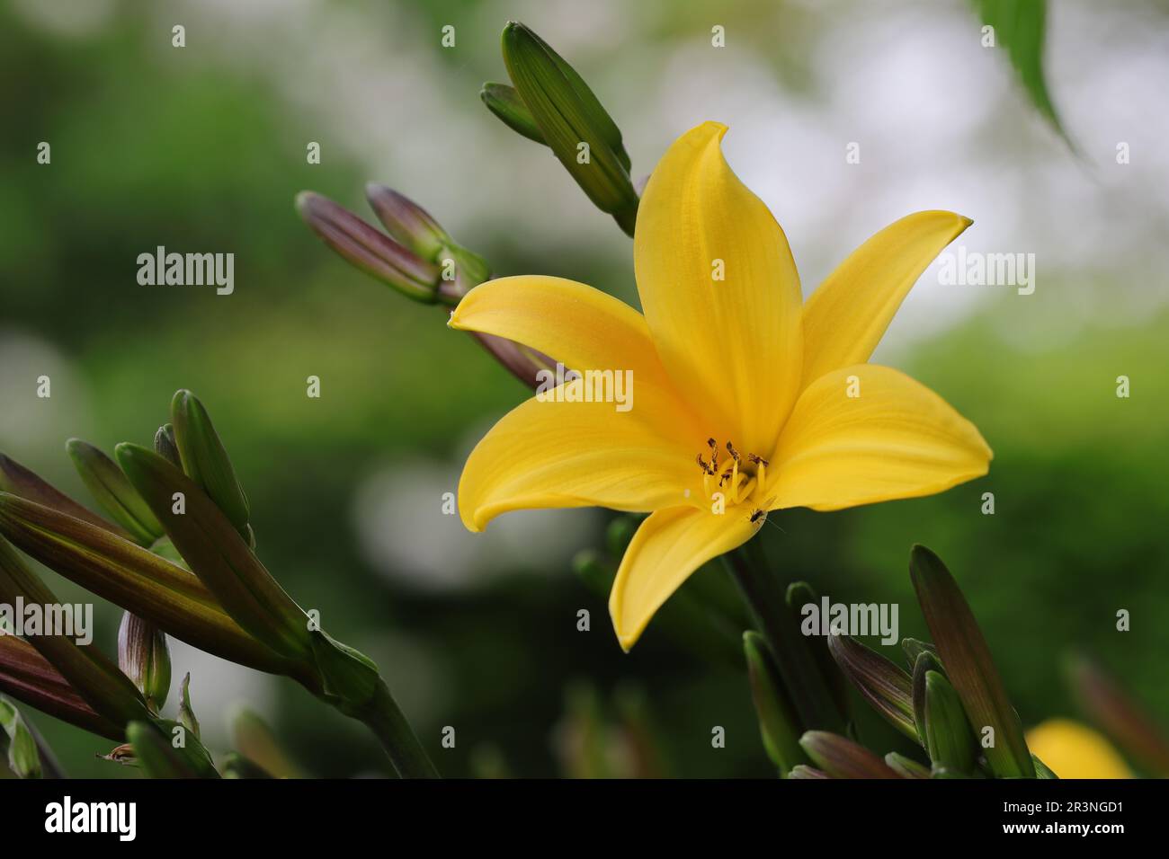 close-up of a beautiful yellow hemerocallis flower against a natural blurry background Stock Photo