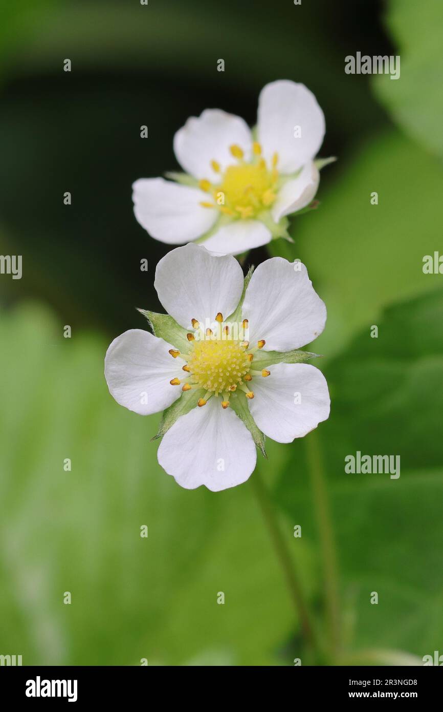 two pretty white flowers of a wild strawberry against a blurry ...