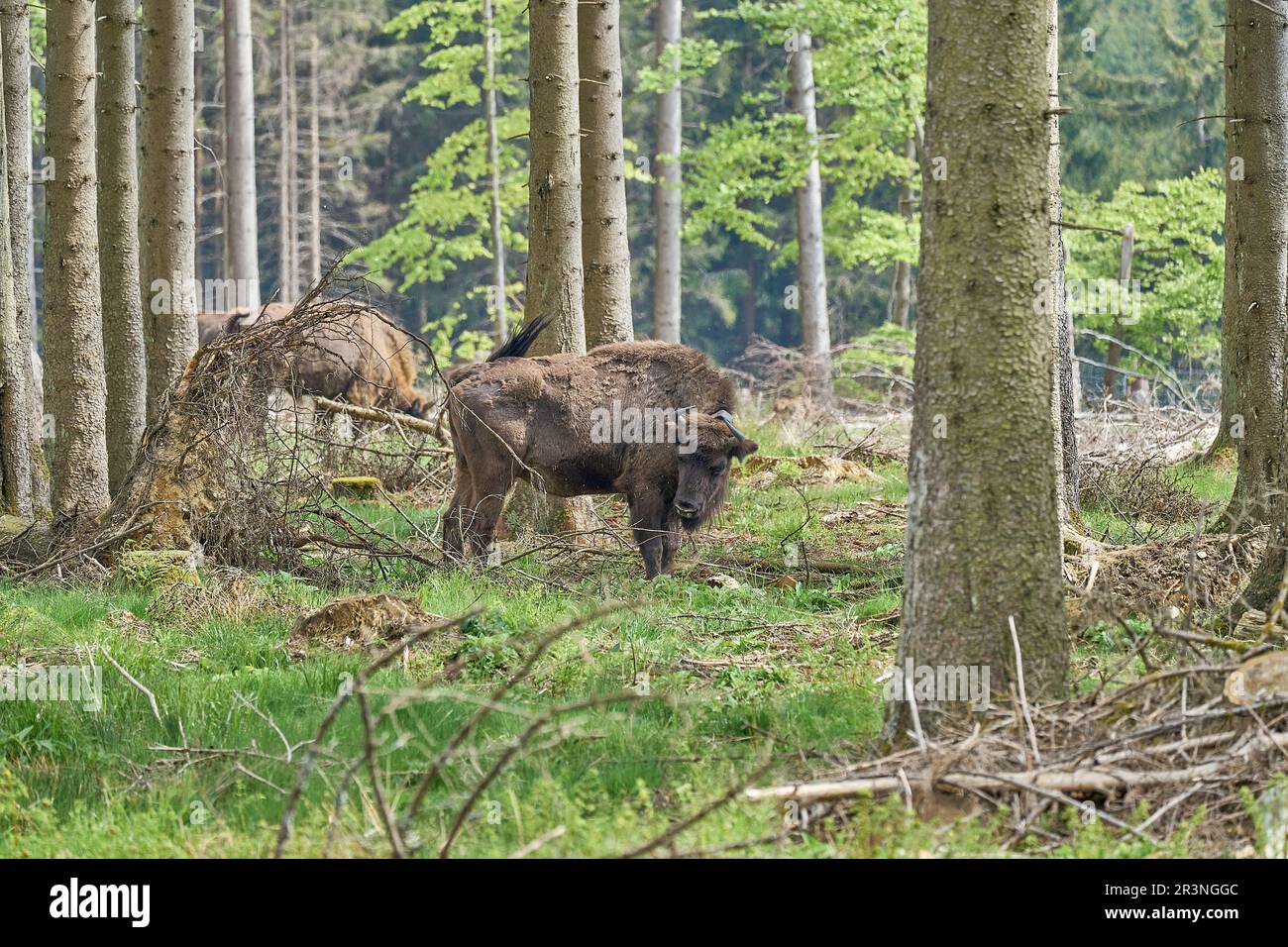 wild living European wood Bison, also Wisent or Bison Bonasus, is a large land mammal and was almost extinct in Europe, but now reintroduced to the Ro Stock Photo