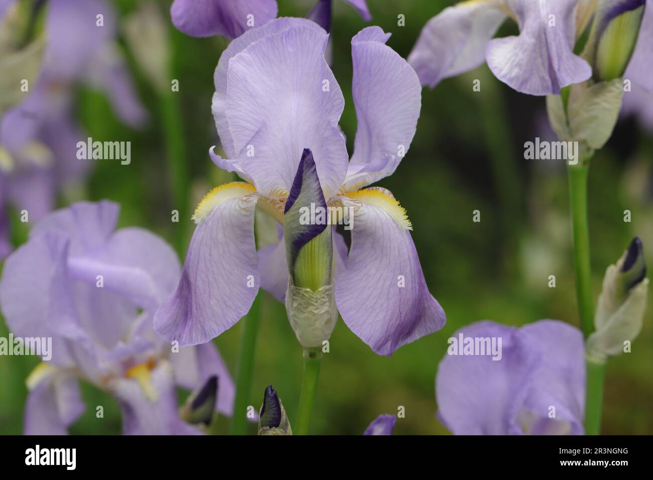 Close-up of a beautiful light purple bearded iris in a garden bed, side view, iris barbata elatior Stock Photo