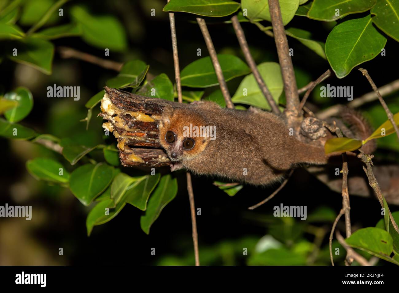 Brown mouse lemur, Microcebus rufus, Ranomafana National Park ...