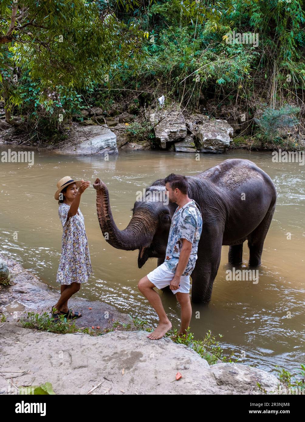 Couple feeding a Elephant sanctuary in Chiang Mai Thailand, Elephant ...