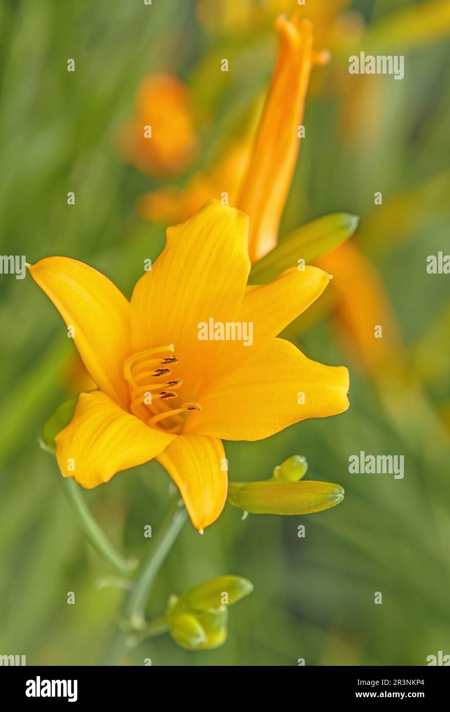 Yellow daylily 'Hemerocallis' hybrid Stock Photo