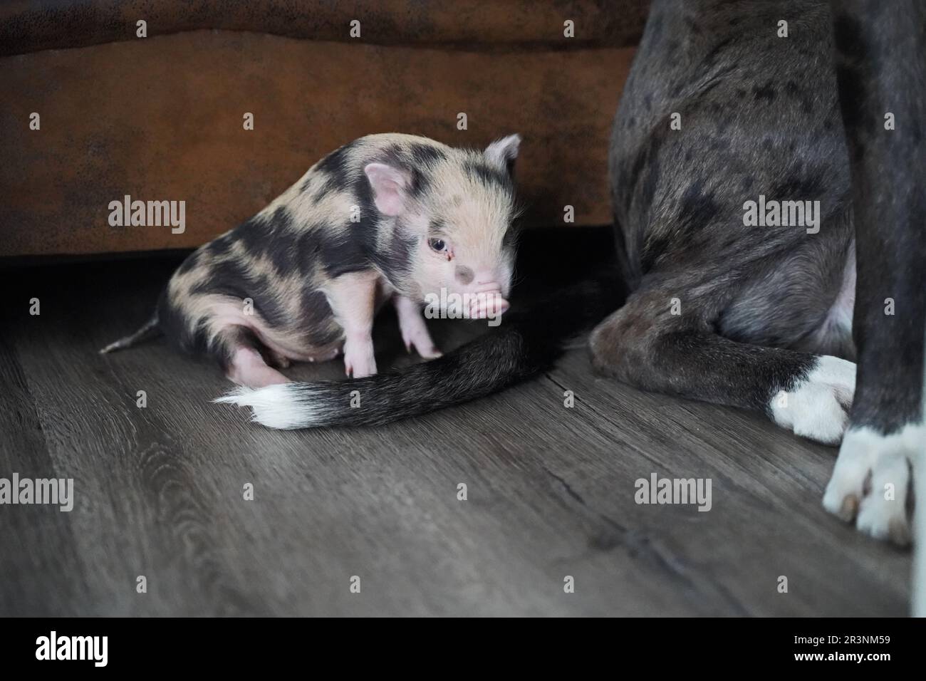 Great Dane - Boxer mix Floki and the little baby mini pig Stock Photo