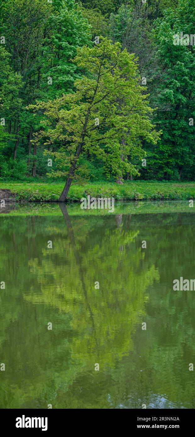 A leaning tree on the shore of a pond is reflected in the water with green May leaves Stock Photo
