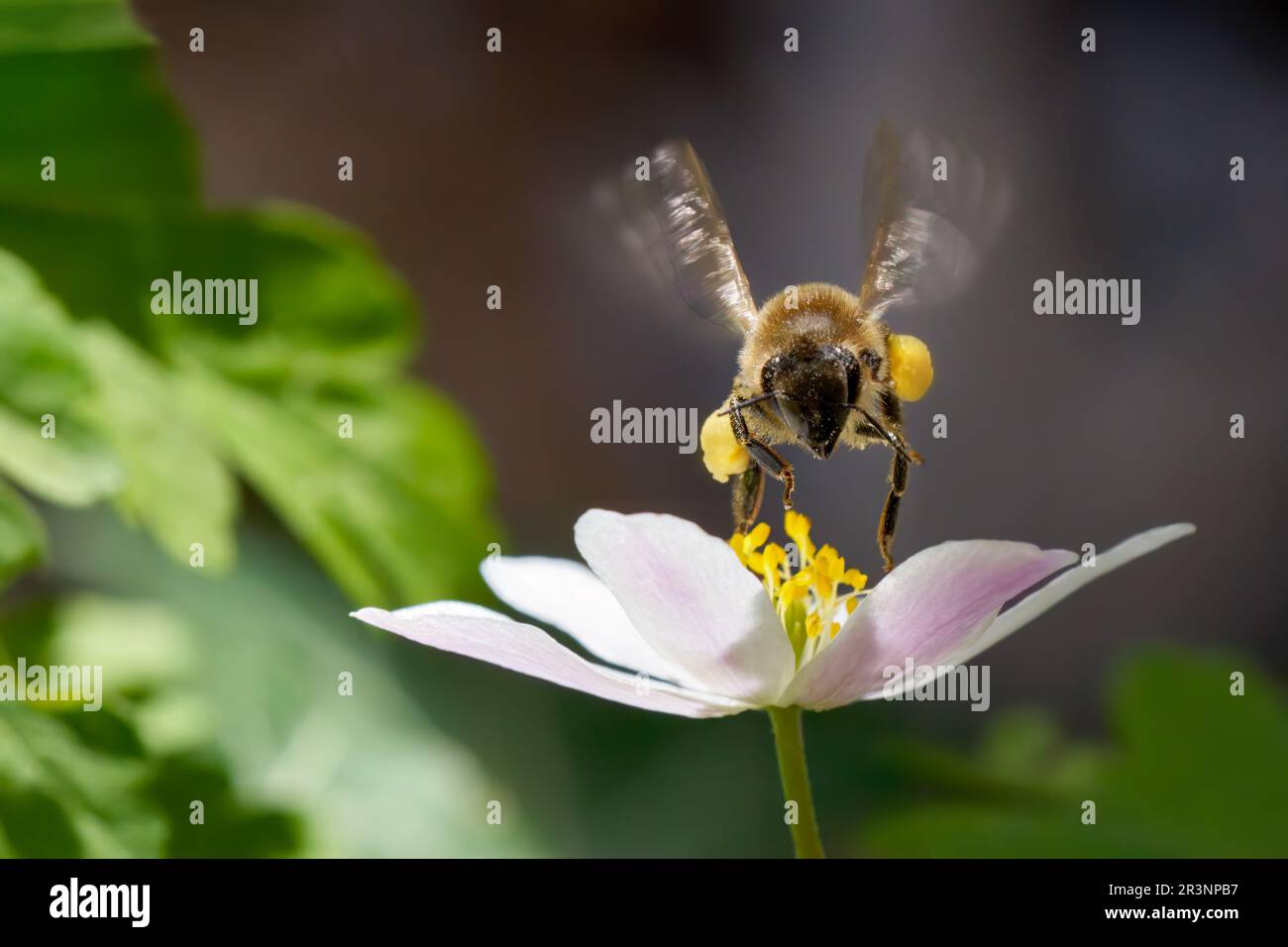 Hovering bee in front view over a wood anemone Stock Photo