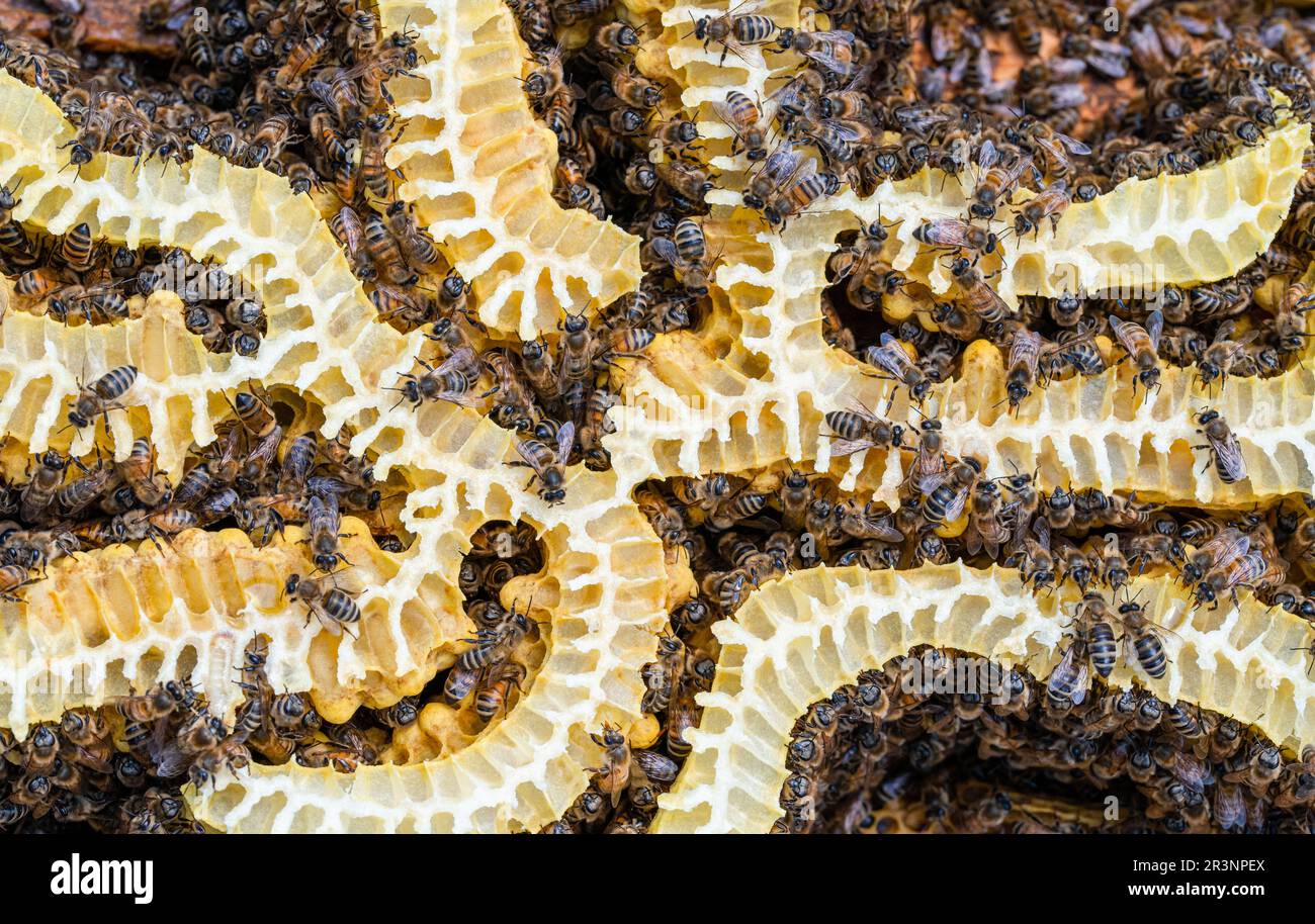 Cross section of honeycomb in a hive surrounded by honey bees Stock Photo