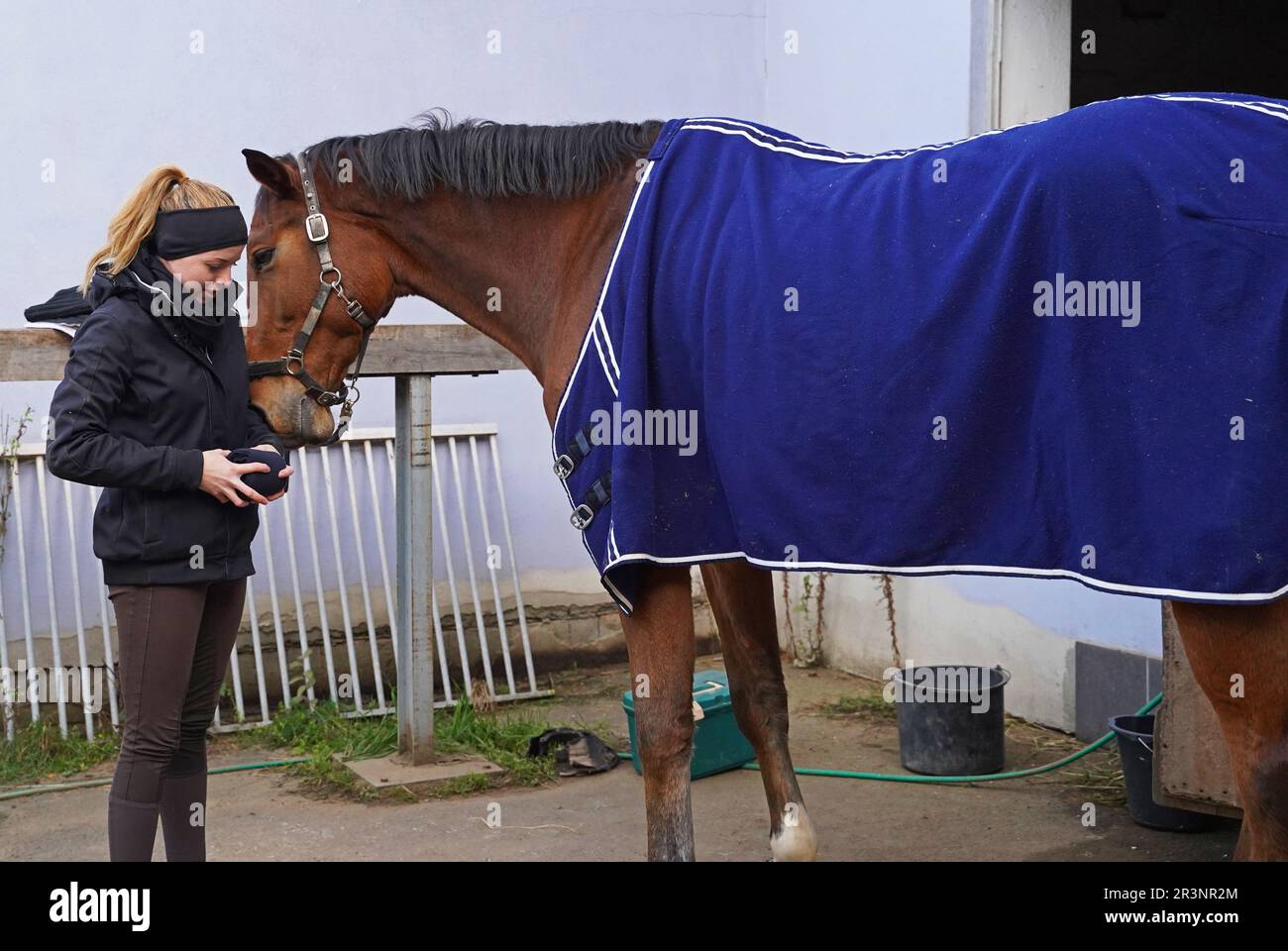 Preparation of the horse before training Stock Photo - Alamy