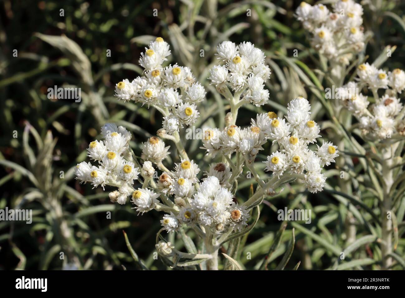 Silver immortelle (Anaphalis margaritacea), also large-flowered pearlwort, pearl flower or pearl weed Stock Photo