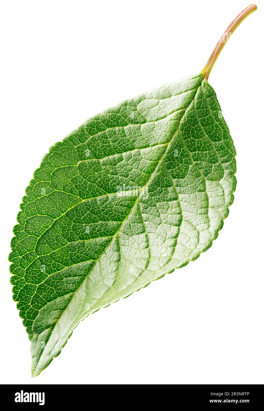 Plum leaf isolated on white background. Fruit green leaf with clipping