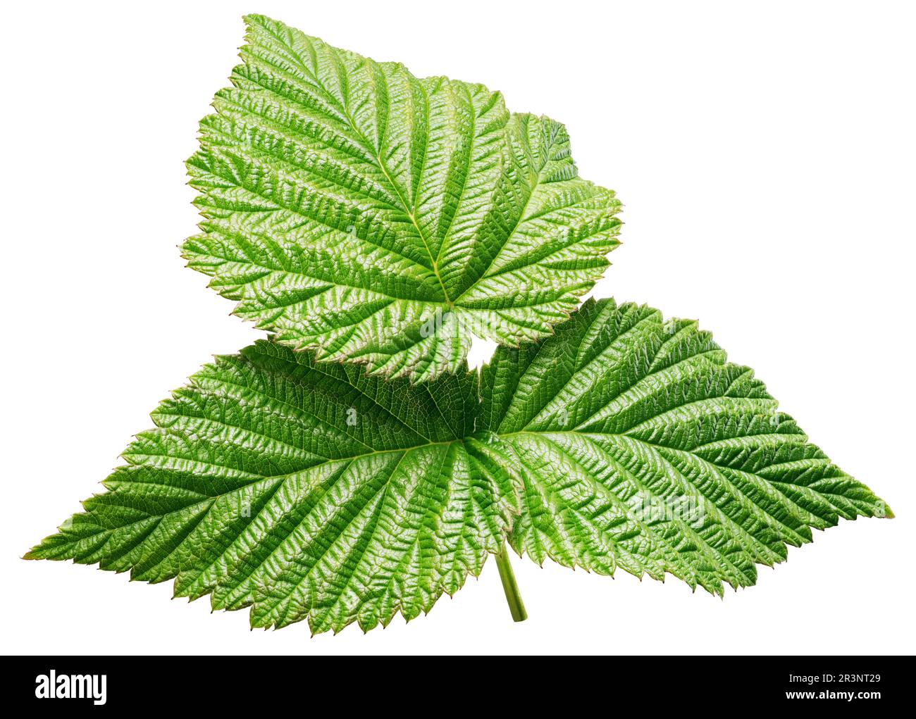 Raspberry green leaf isolated on white background with clipping path. Stock Photo