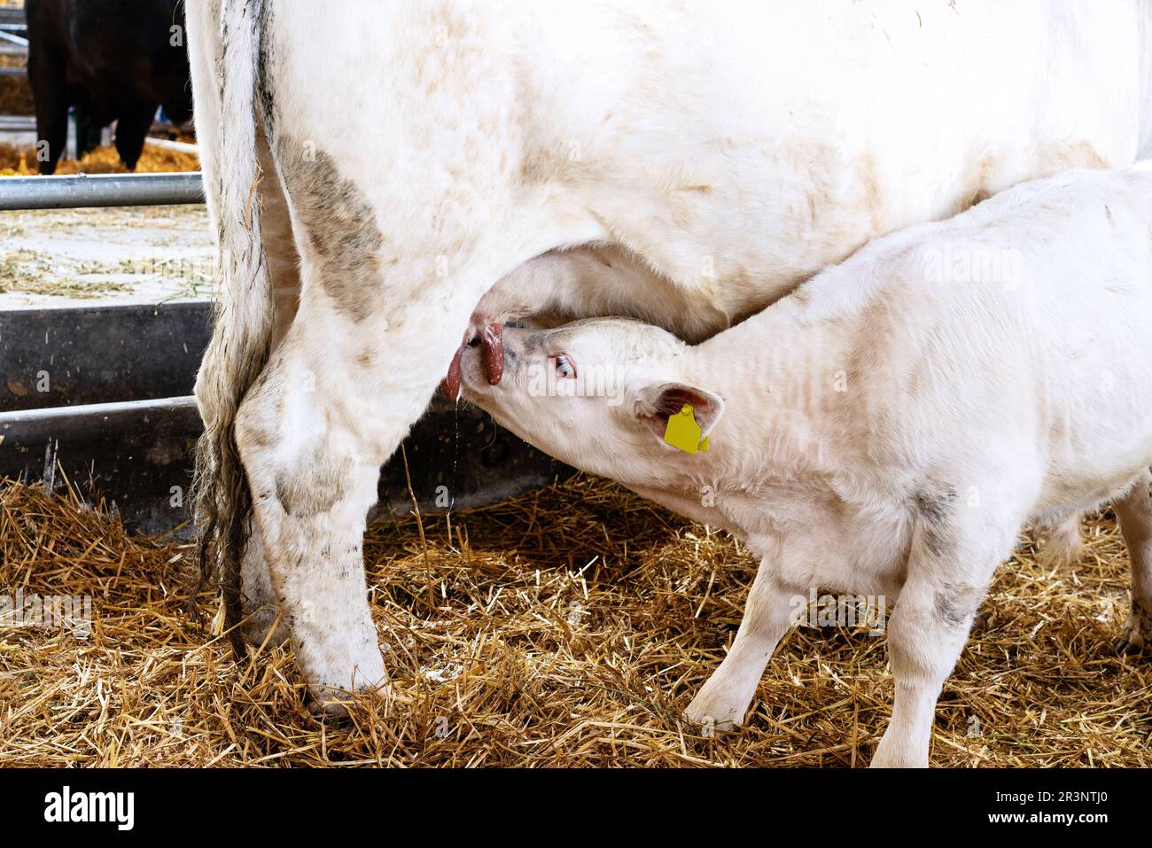Small white calf suckling cow's udder at cattle farm. Stock Photo