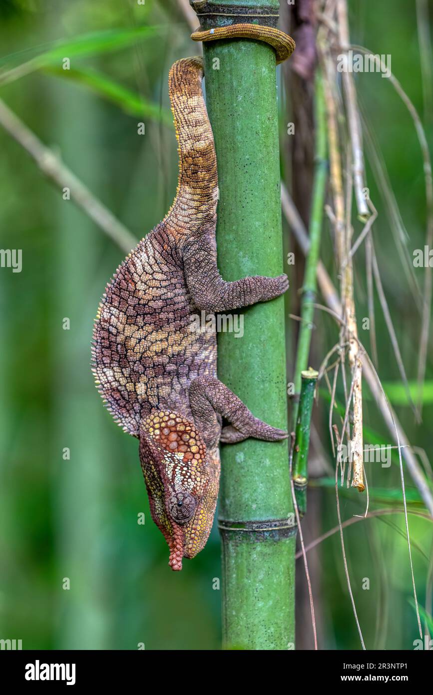 Short-horned chameleon (Calumma brevicorne), Andasibe-Mantadia National Park, Madagascar Stock Photo