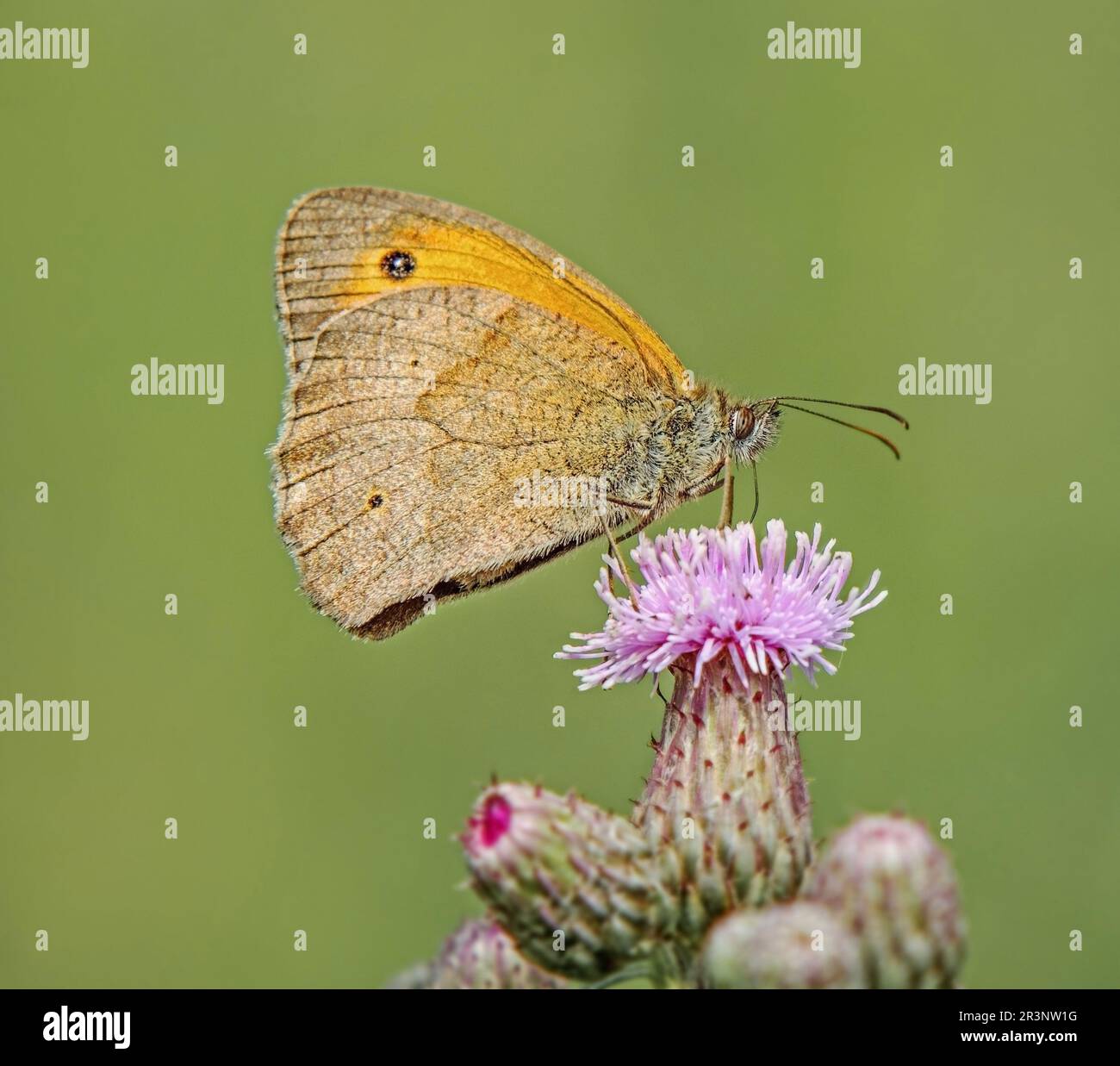 'Large oxeye 'Maniola jurtina'' Stock Photo Alamy