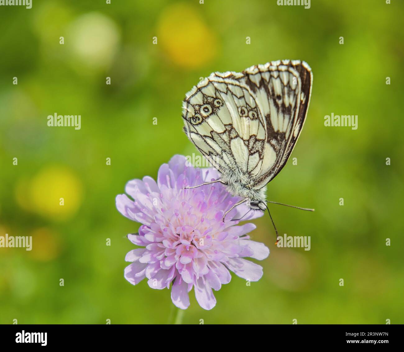 Schachbrett 'Melanargia galathea' Stock Photo