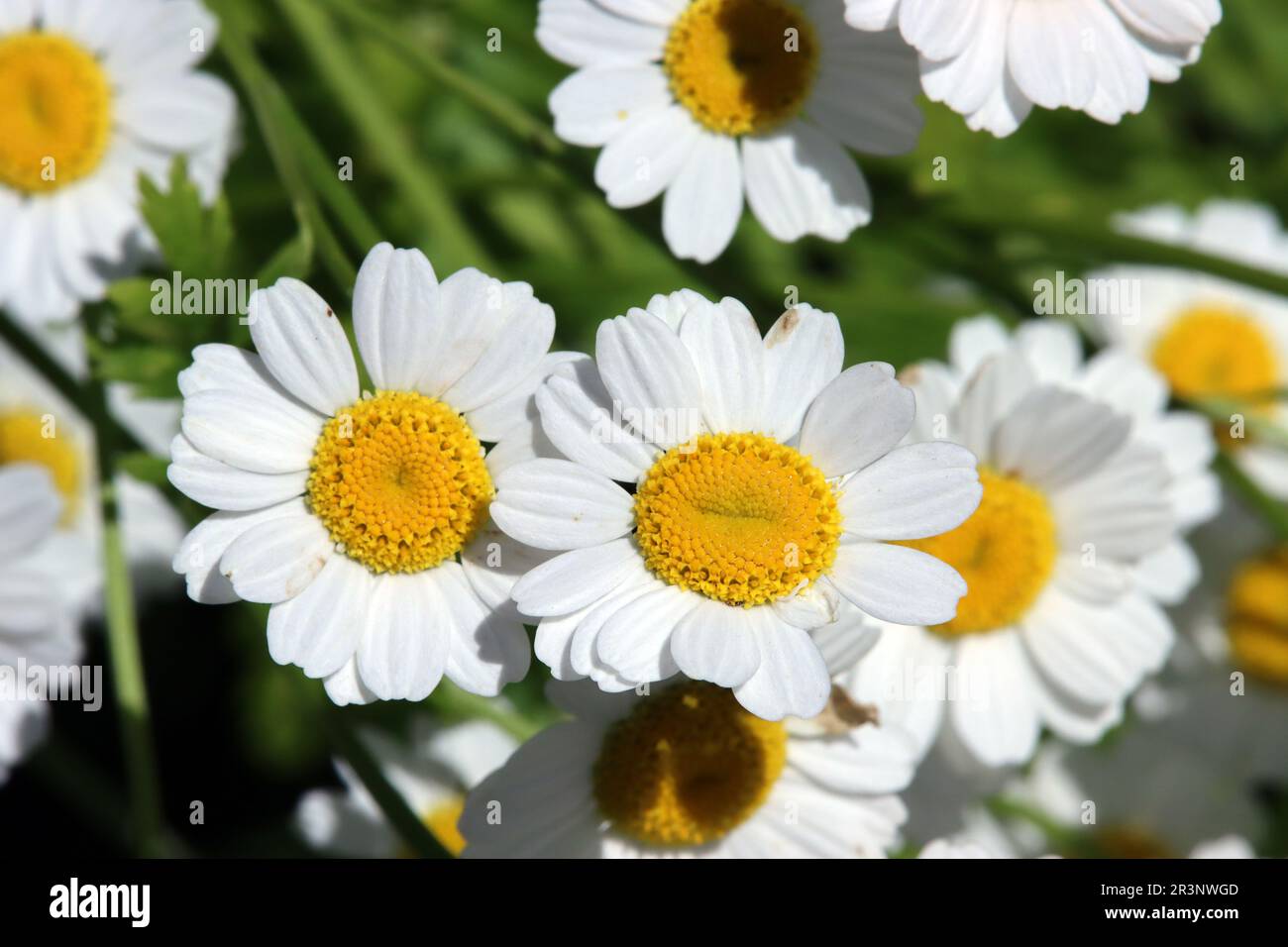 Motherwort (Tanacetum parthenium),False chamomile, ornamental chamomile, feverfew. Stock Photo