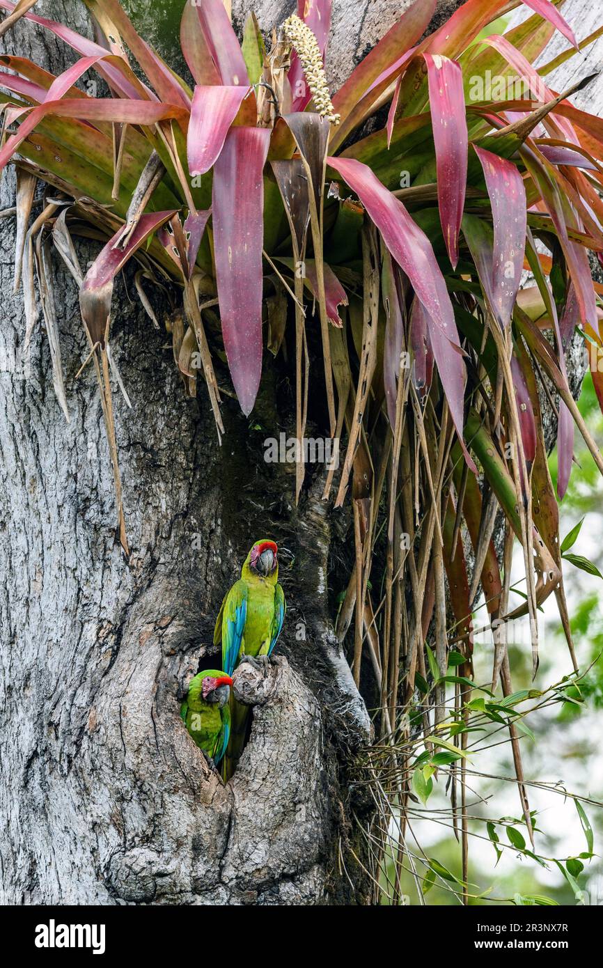 Two large chickens of the great green macaw (Ara ambiguus) at their nesting burrow in the Atlantic slopes, Costa Rica. Stock Photo