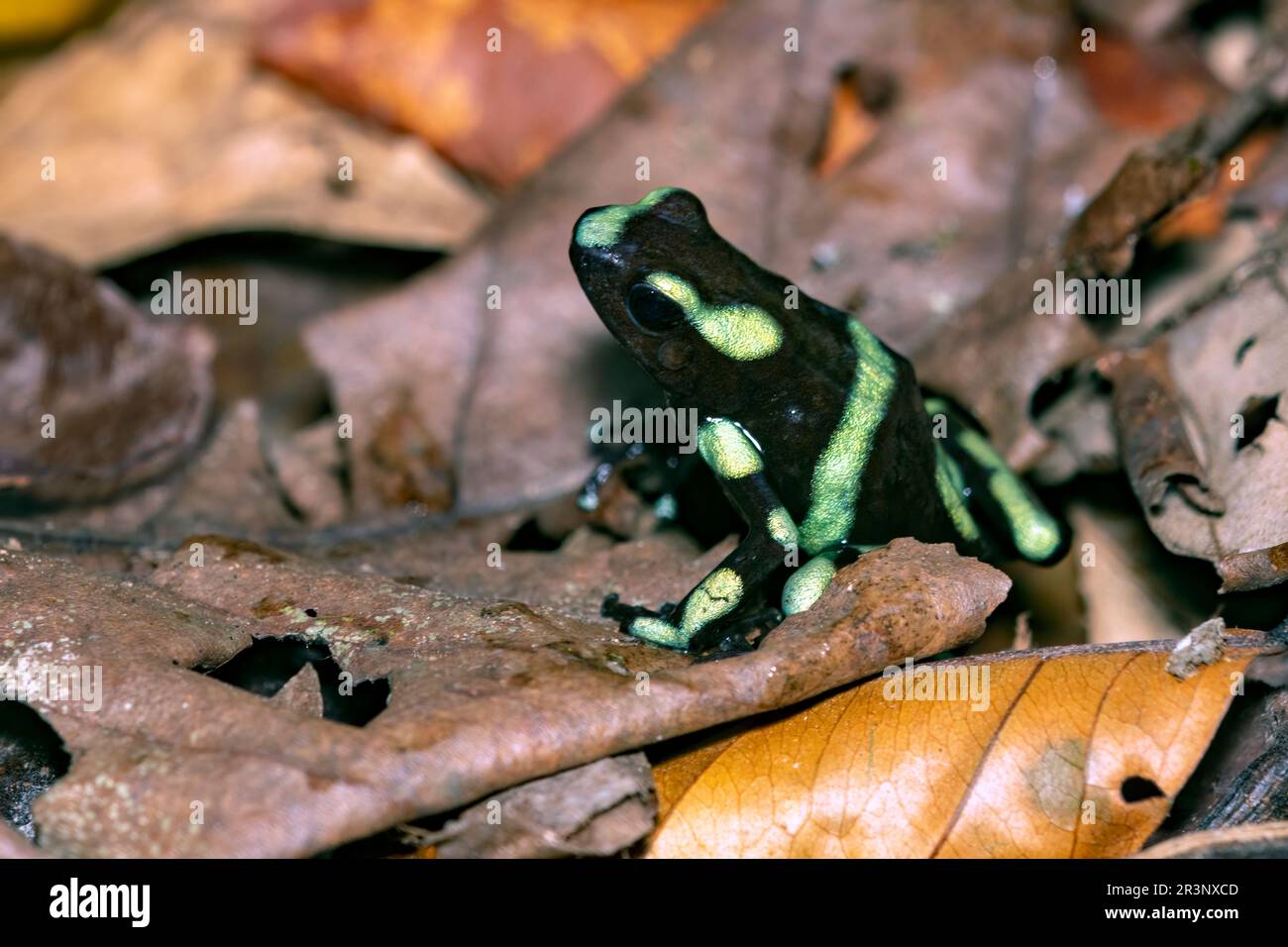 Green-and-black poison dart frog (Dendrobates auratus) from Corcovado NP, Osa Peninsula, Costa Rica. Stock Photo