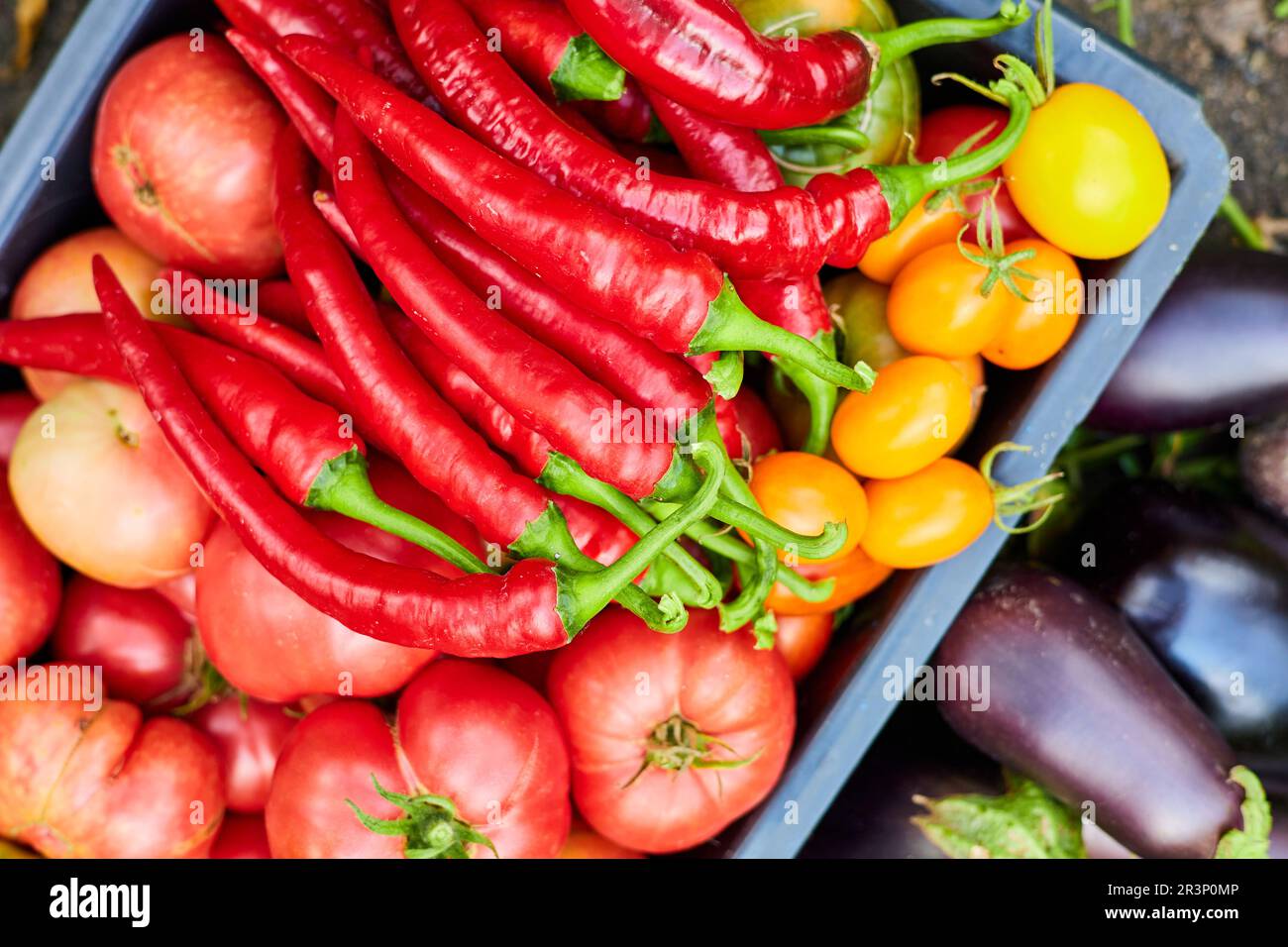Freshly picked tomatoes, red hot chilli peppers and eggplant in the