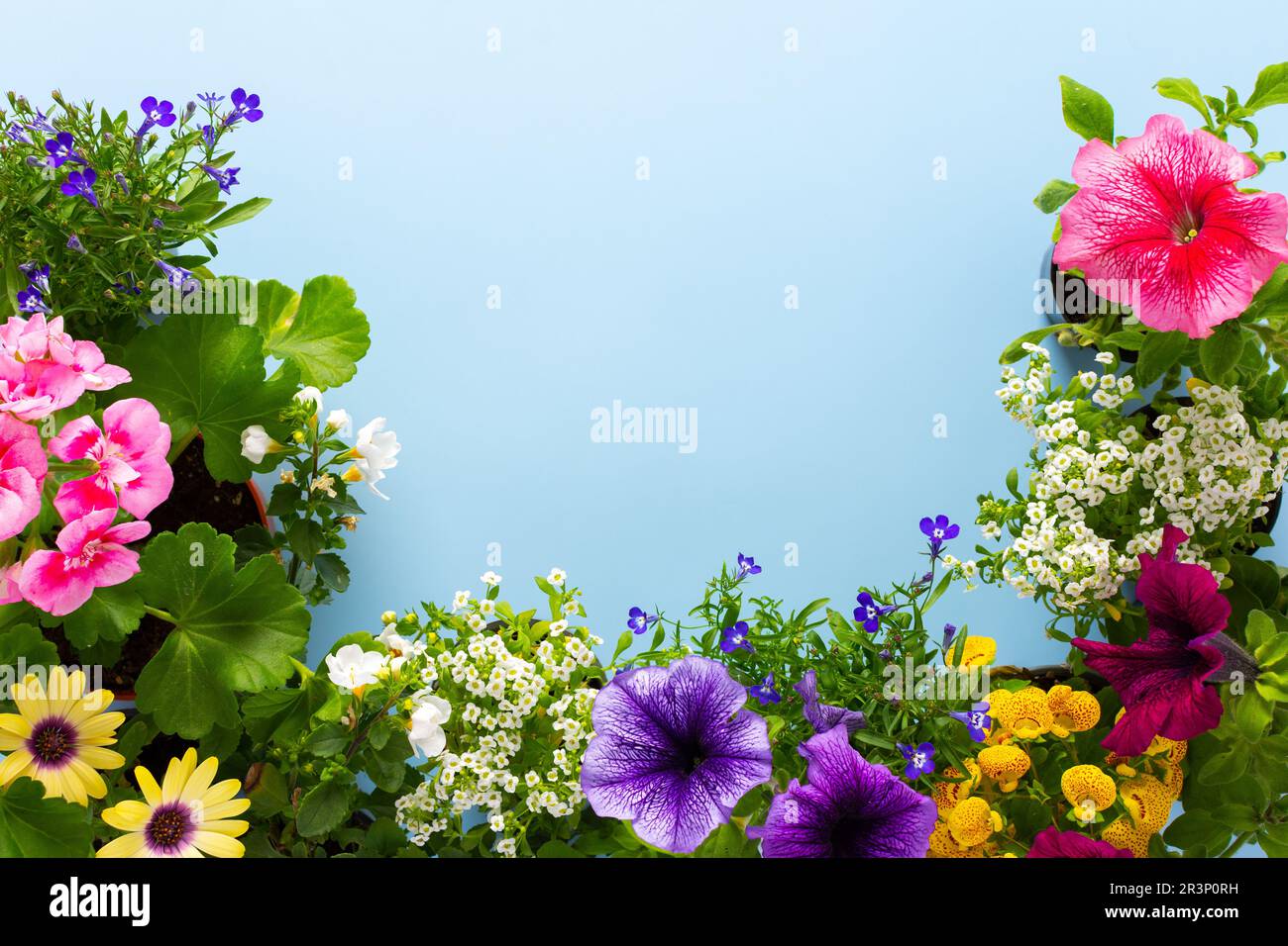 Spring decoration of a home balcony or terrace with flowers, Lobelia and Alyssum, Bacopa and Petunia, Geranium and Osteospermum on a blue background Stock Photo